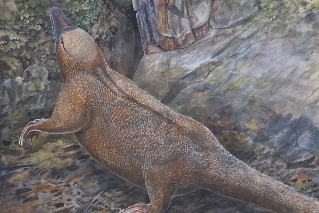 An artist’s impression depicts Kryoryctes at Dinosaur Cove in Australia. New research supports the hypothesis that Kryoryctes is a common ancestor of both the platypus and echidna.