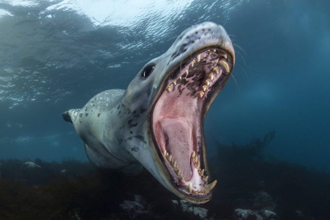 This image of a leopard seal is part of Filippo Borghi's nomination in the portfolio category.