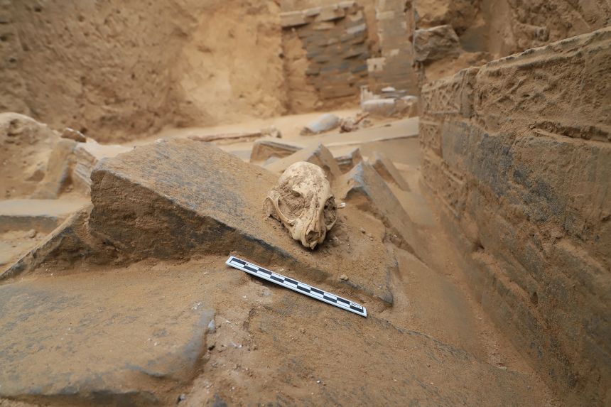 A leopard cat skull found in a Han dynasty tomb at the Zheng-Han ancient city site in China
