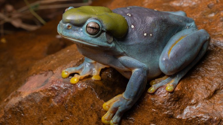 1.-Magnificent-Tree-Frog-Litoria-splendida-blue-mutation-J-Barker-AWC.jpg