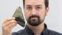 Jeremy McCormack with a fossilized megalodon tooth (<em>Otodus megalodon</em>).