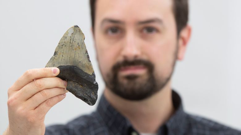 Jeremy McCormack with a fossilized megalodon tooth (<em>Otodus megalodon</em>).