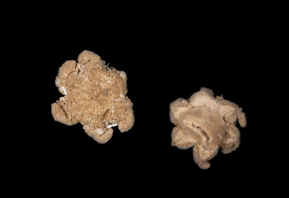 Two mystery specimens could be a new species of octocoral or a whole other new group entirely, according to Dr. Michela Mitchell, a taxonomist at the Queensland Museum Network.
