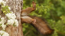 OVERALL WINNER AND MAMMAL CATEGORY WINNER_Milko Marchetti_Stuck Squirrel