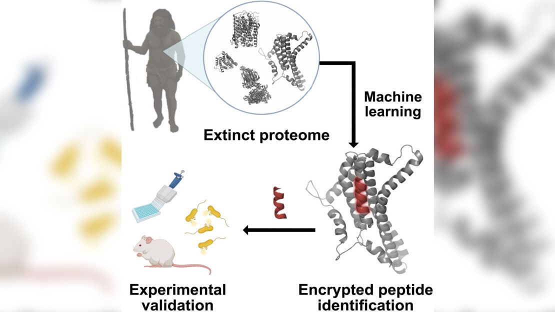Out of six promising peptides identified with an algorithm, one from a Neanderthal was the most effective at fighting pathogens in bacteria-infected mice, said bioengineering pioneer César de la Fuente of the University of Pennsylvania.