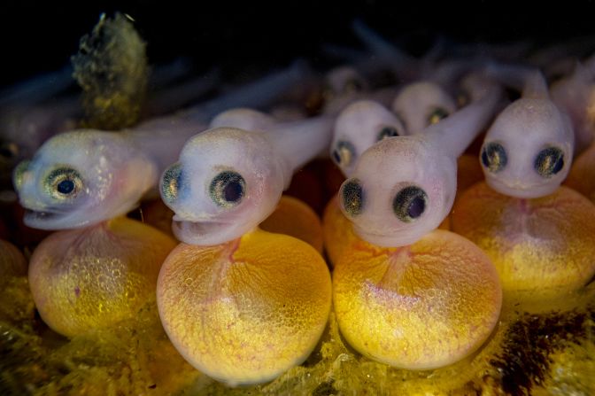 Baby plainfin midshipman (Porichthys notatus) fish attached to their yolk sacs, by Shane Gross, is part of a nominated collection of images in the portfolio category.