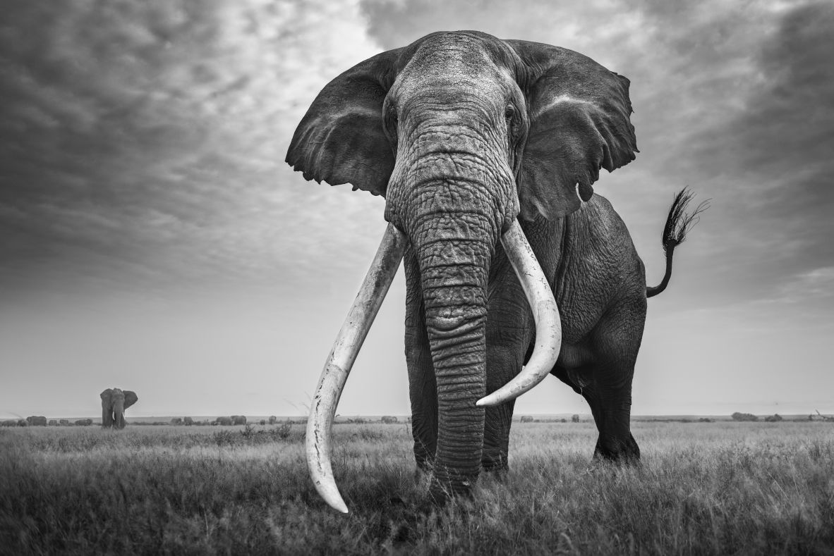 Veronesi often positions his camera low to the ground, so the elephant seems to tower over the frame. He says his first encounter with Tim (pictured), the legendary super tusker of Amboseli National Park, felt like a childhood dream come true.