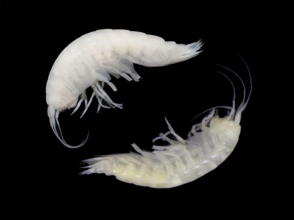 Researchers collected two species of deep-sea, scavenging shrimp-like crustaceans, Valettietta synchlys (top) and Valettietta trottarum (bottom), in the Pacific Ocean’s Clarion-Clipperton Zone, which is threatened by deep-sea mining.