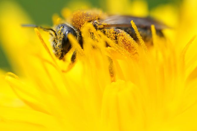 A bee sits on a dandelion flower at a park in Tallinn, Estonia, on Sunday, May 25.