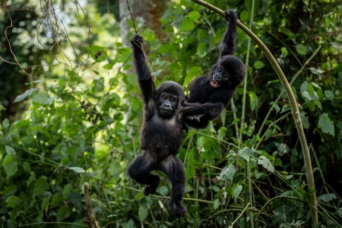 <strong>Ape awareness: </strong>For $1,500, visitors can take part in activities to "habituate" gorillas to the presence of humans.