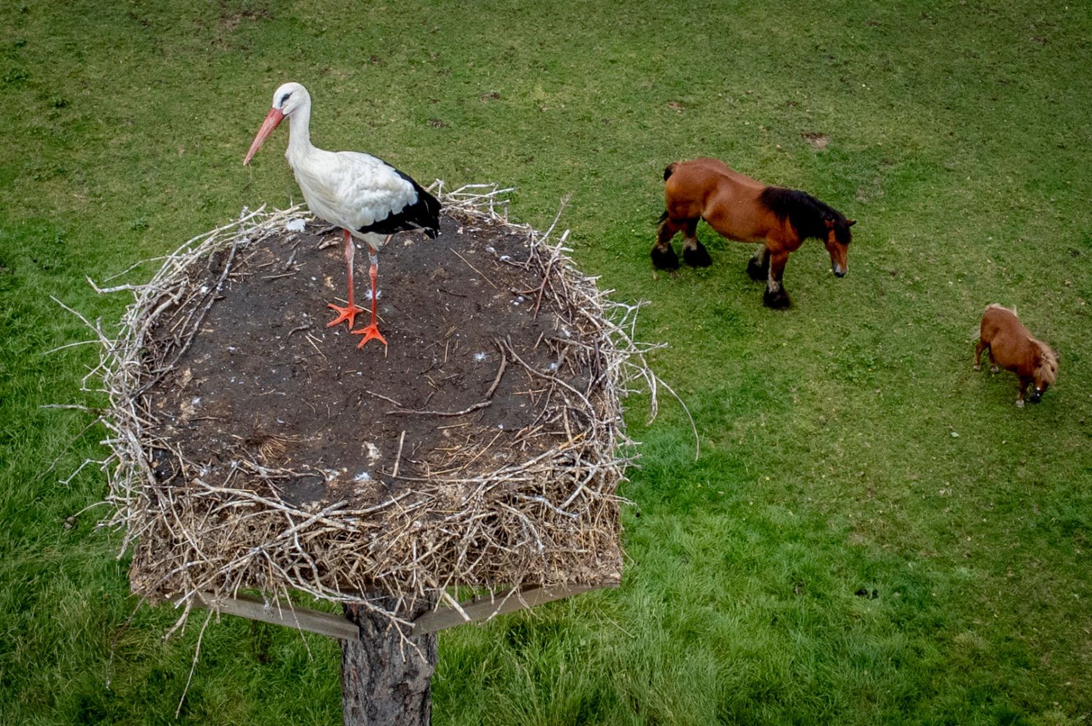 A stork sits in its nest while horses walk on a meadow in Wehrheim, Germany, on Wednesday, August 14.