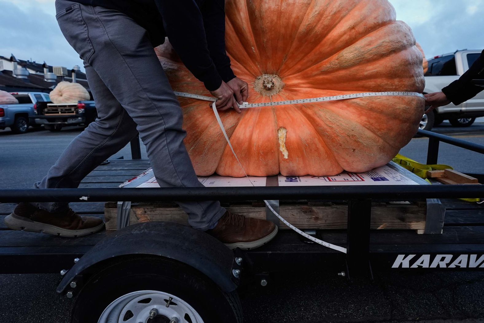 A giant pumpkin is measured at the World Championship Pumpkin Weigh-Off in Half Moon Bay, California, on Monday, October 13.