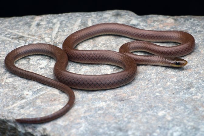 Researchers named Anguiculus dicaprioi, a new species and genus of snake from the Indian Himalayas, after actor and environmentalist Leonardo DiCaprio.