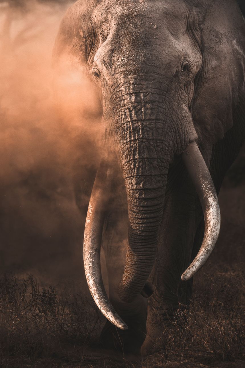 Pictured here is Craig, one of the legendary tuskers from Amboseli National Park, in Kenya.