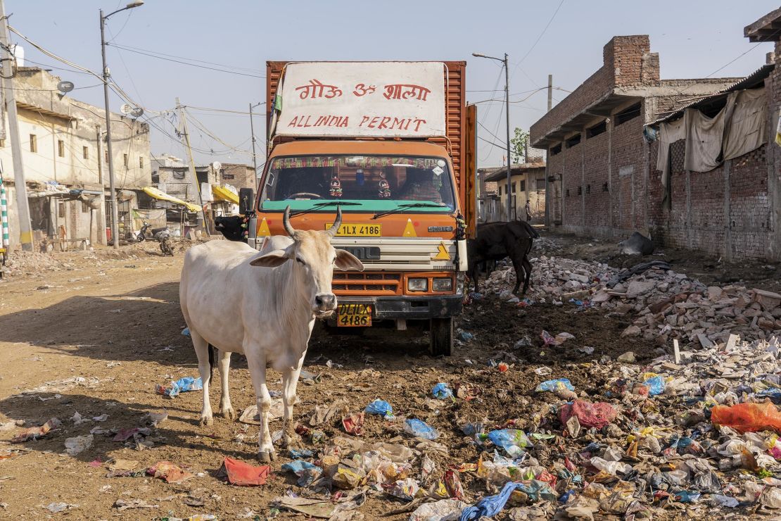 Cattle are seen near Ghazipur landfill on April 23, 2024.