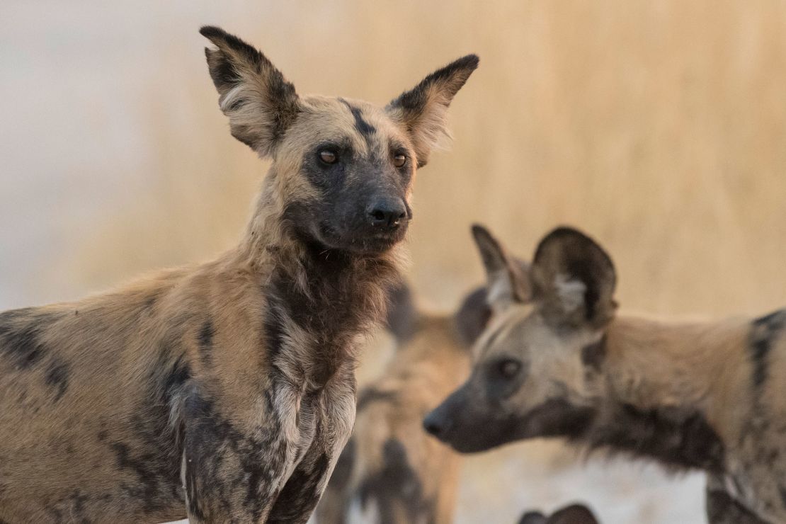 For African wild dogs, climate change is a key threat. Extreme heat prompts them to forage less and rear fewer pups.