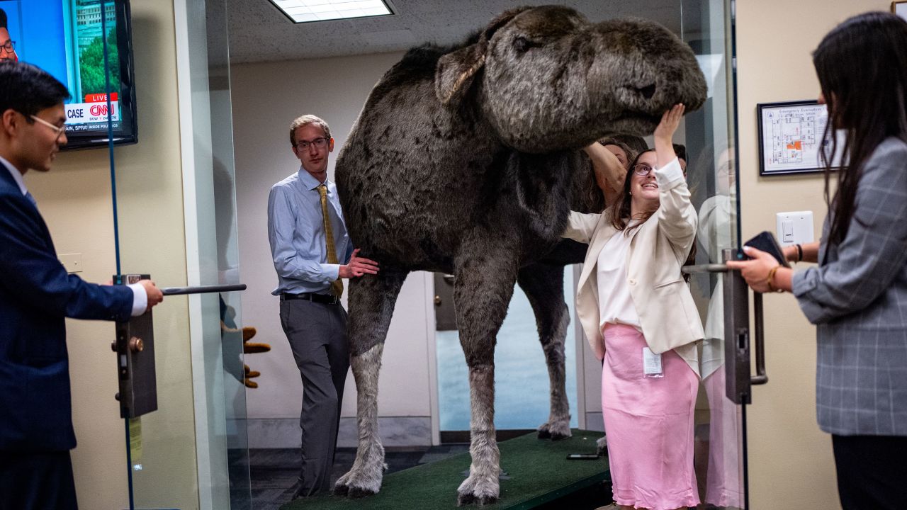 WASHINGTON, DC - JUNE 11: Staff members for U.S. Sen. Jeanne Shaheen (D-NH) push a stuffed moose into their office on Capitol Hill on June 11, 2024 in Washington, DC. A stuffed moose named "Marty the Moose" and a stuffed bear named "Kodak the Bear" will be on display in Shaheen's office as part of the thirteenth annual Experience New Hampshire event. (Photo by Andrew Harnik/Getty Images)