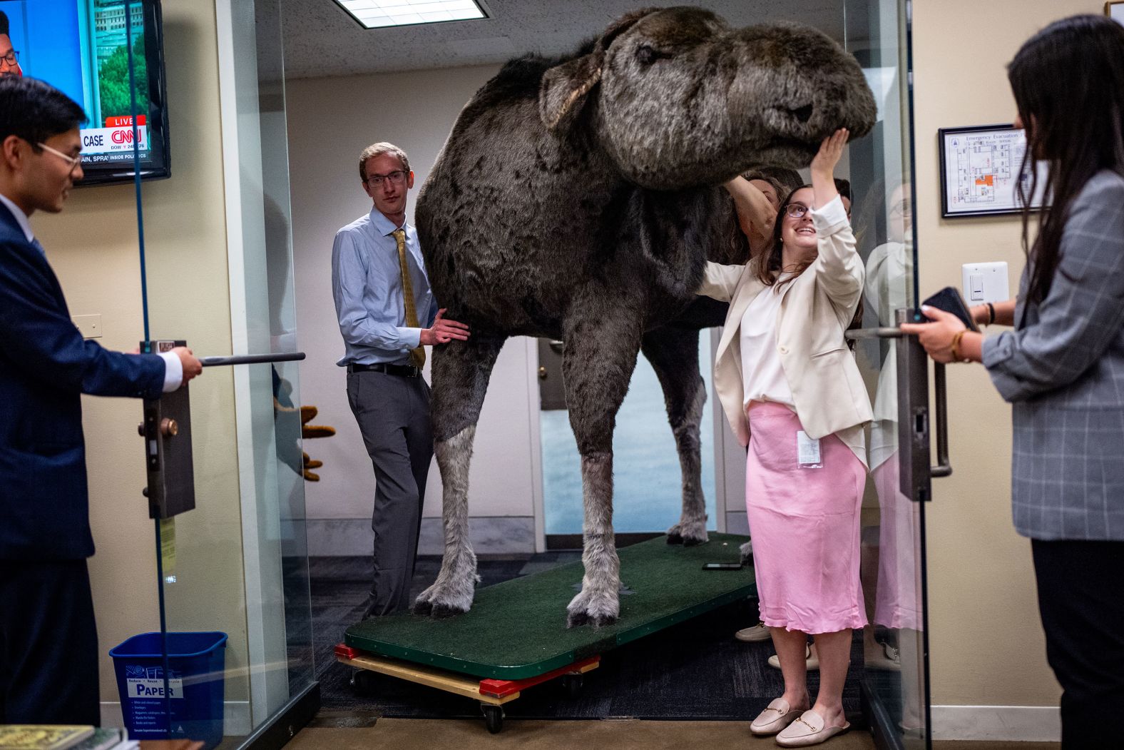 Staff members for US Sen. Jeanne Shaheen push a stuffed moose into their Capitol Hill office in Washington, DC, on Tuesday, June 11. “Marty the Moose” and a stuffed bear, “Kodak the Bear,” were set to be displayed in Shaheen’s office as part of the 13th annual Experience New Hampshire event.