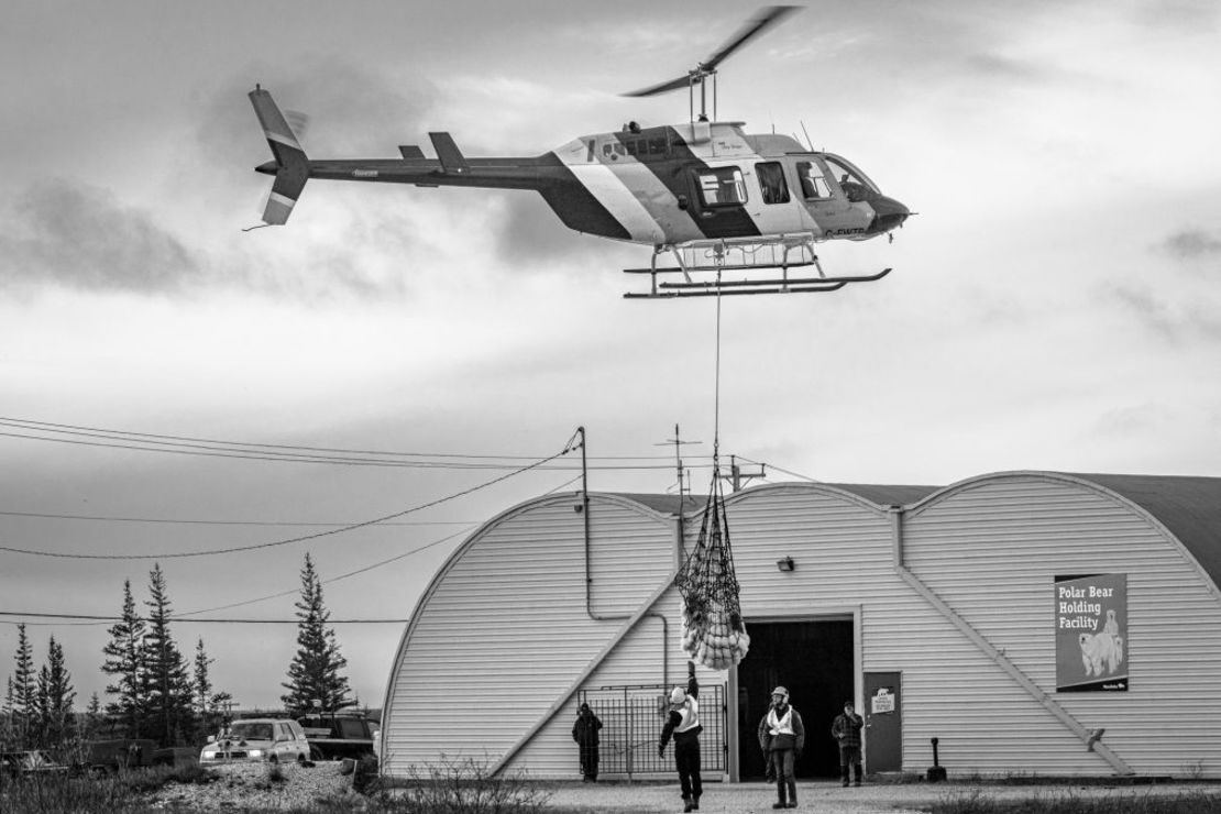 Un oso polar es transportado en helicóptero a un centro de custodia de animales que, acuciados por el hambre, se aventuran en las ciudades de la bahía canadiense de Hudson.