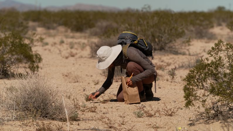 One of the team members searches for seeds on a warm spring day in the Mojave Desert, on one of the MDLT properties. The total desert area that the trust is working to protect spans <a href="index.php?page=&url=https%3A%2F%2Fwww.mdlt.org%2Fabout" target="_blank">26 million acres of land</a>, including the Colorado Desert and all of the Mojave in California.