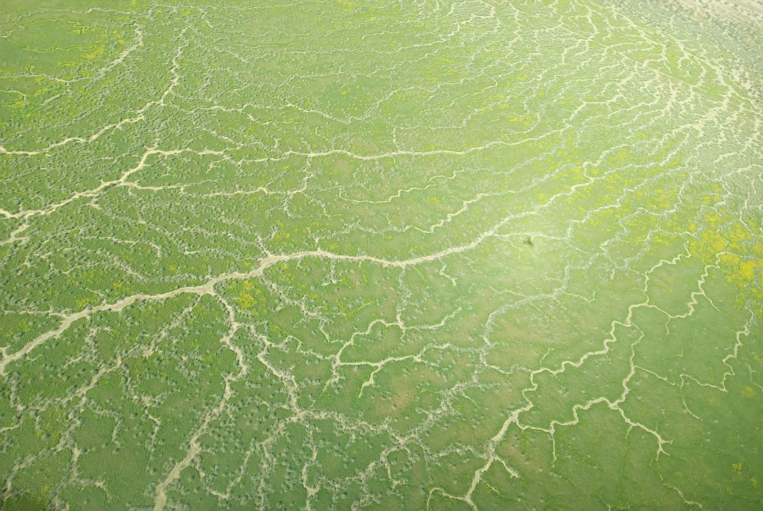 Floodwaters bring vegetation to the outback, as shown in this aerial photo of the Lake Eyre basin.