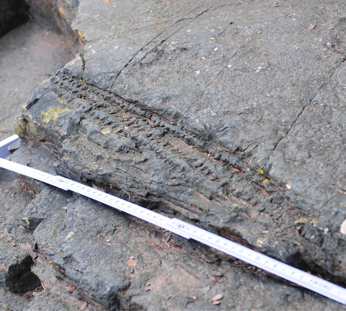 A fossil of a fallen tree trunk.