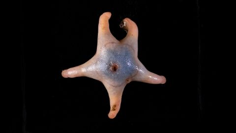 This previously unknown species of sea star thrives in the extreme conditions of the<br />Jøtul Hydrothermal Vent Field in the Arctic.