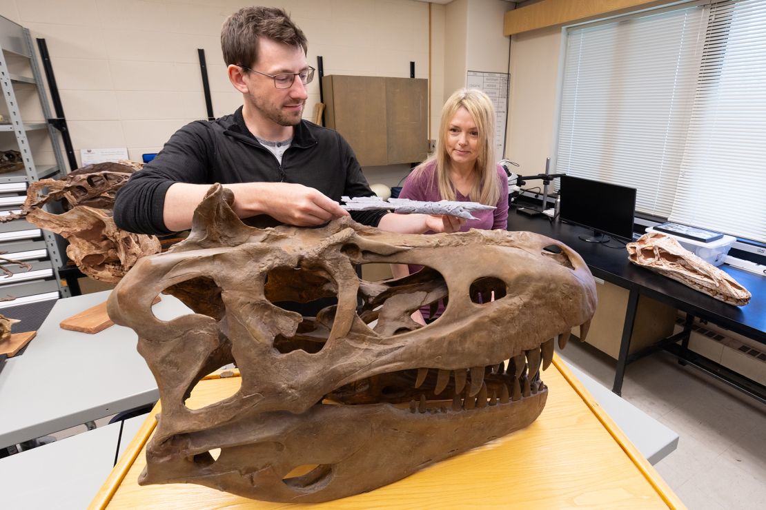 Voris (left) and Darla Zelenitsky have been studying the evolution of tyrannosaurs.