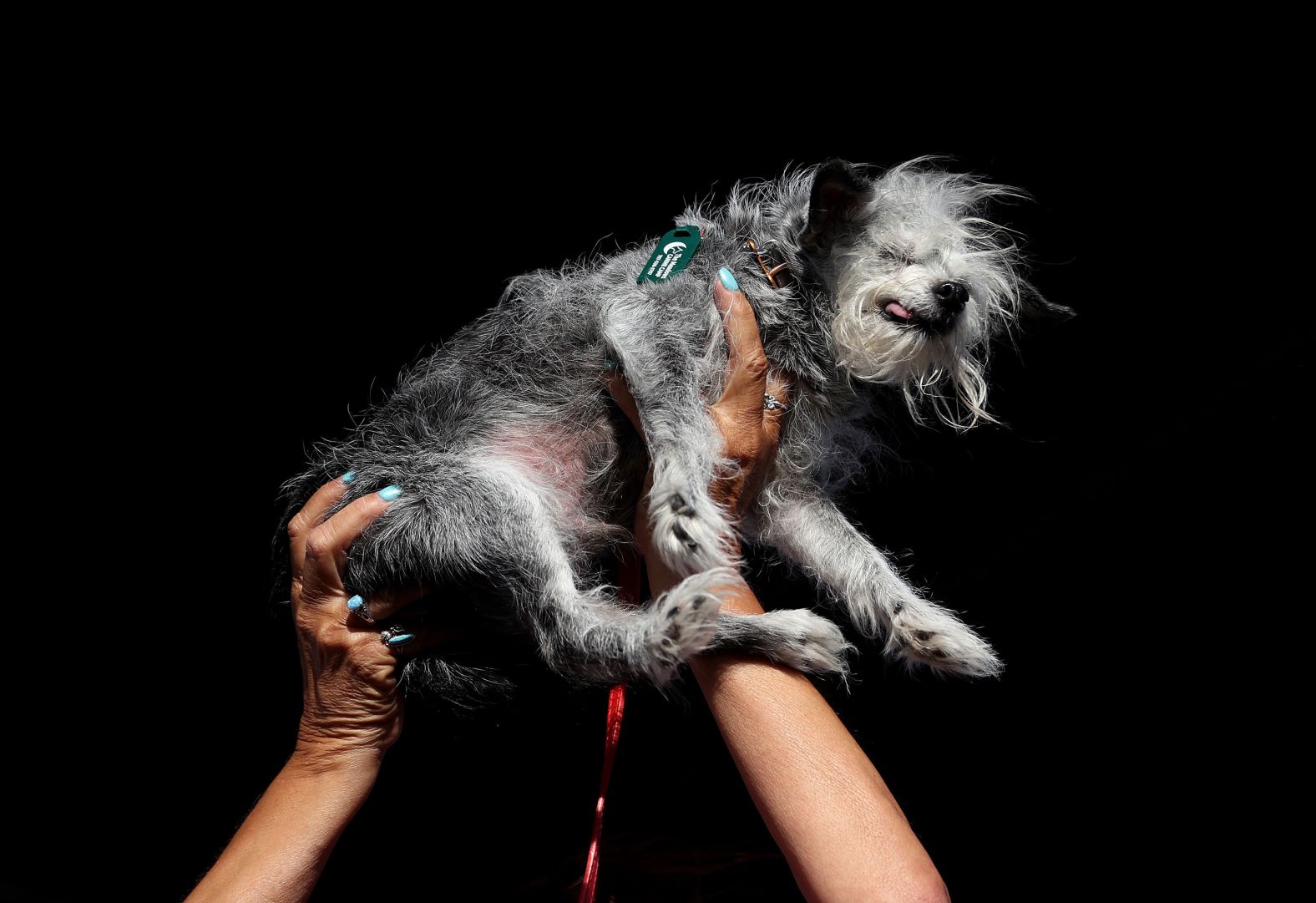 A dog named Ozzie is held up during the <a href="index.php?page=&url=https%3A%2F%2Fwww.cnn.com%2F2024%2F06%2F24%2Fus%2Fworlds-ugliest-dog-contest-wild-thang-intl-scli%2Findex.html">World’s Ugliest Dog Contest</a>, which took place in Petaluma, California, on Friday, June 21.