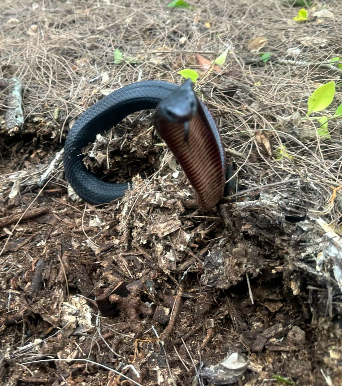 The snakes will now be released in a national park.