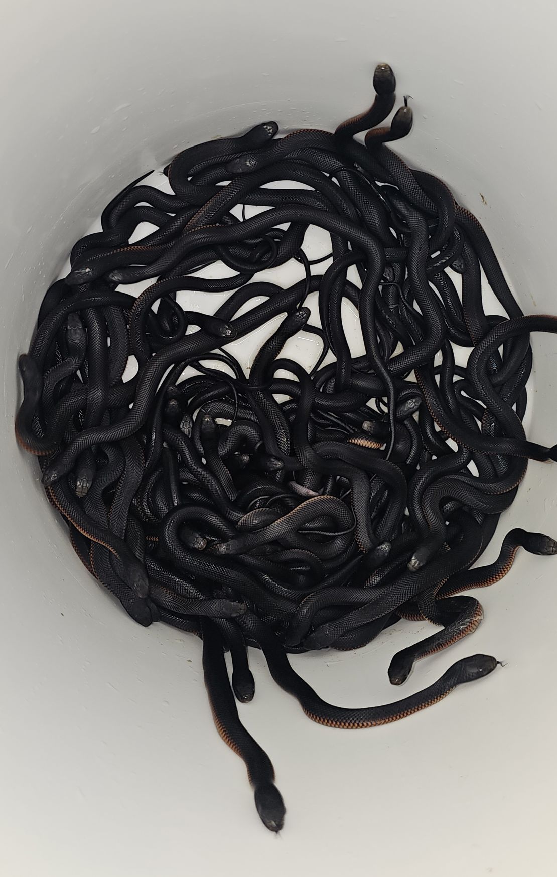Red-bellied black snakes are venomous.