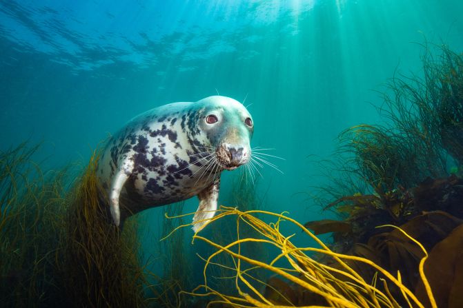 David Alpert won the British Waters Wide Angle category with this photograph of a grey seal off Lundy Island in North Devon, England.