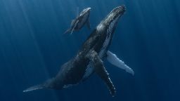 Alvaro Herrero was named overall winner for this image showing a mother humpback whale and her newborn calf.