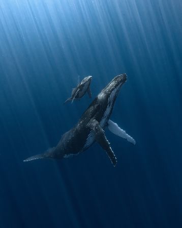 Alvaro Herrero was named overall winner for this image showing a mother humpback whale and her newborn calf.