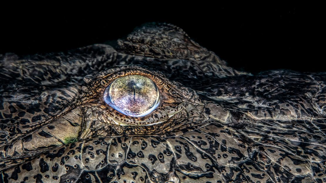 Jenny Stock took these images of crocodiles in Jardines de la Reina in Cuba.