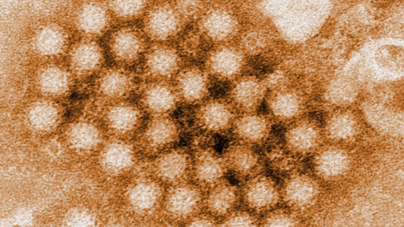 Случаите на норовирус продължават да нарастват в Съединените щати, особено в североизточната част, показват данни на CDC