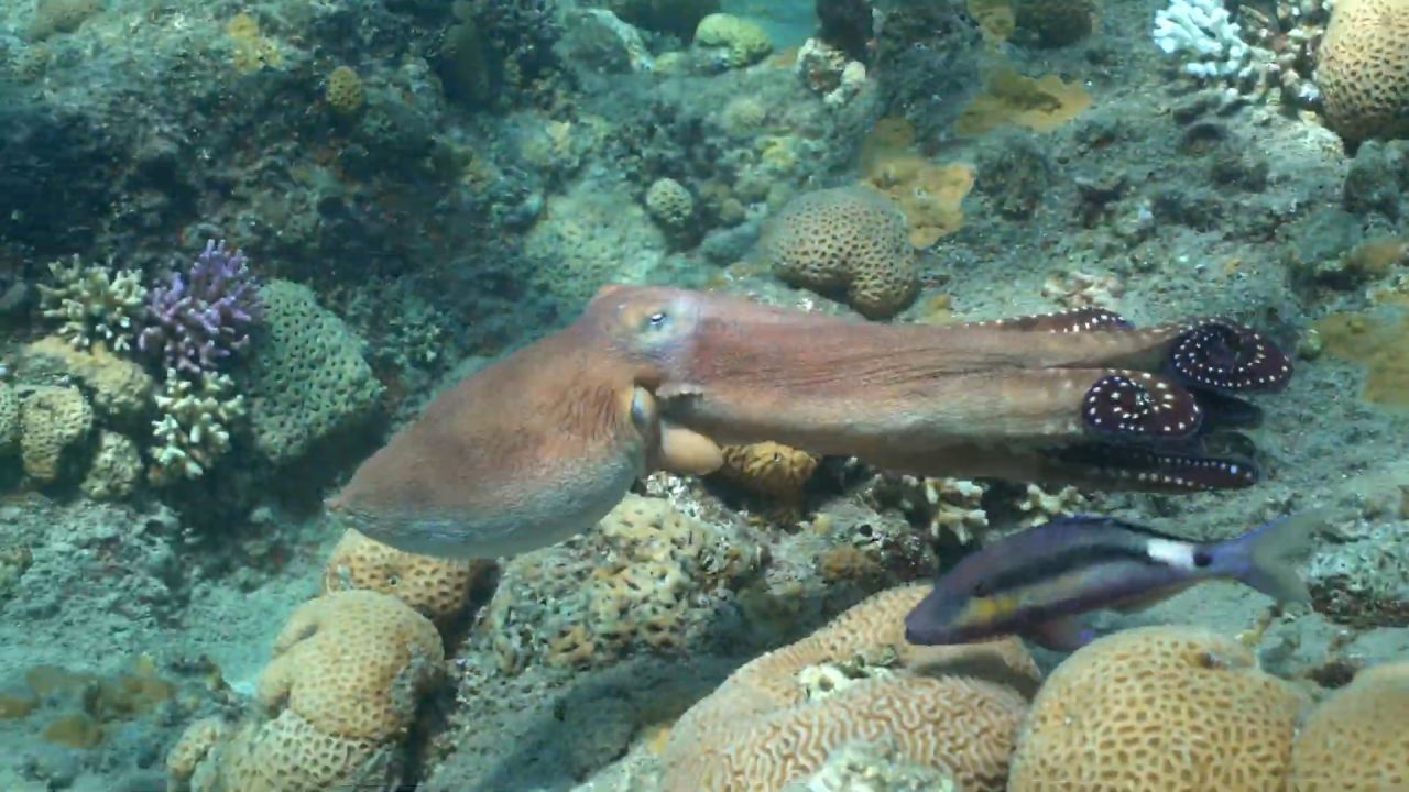 VIDEO: New research shows octopuses hunt with other fish, and punch ...