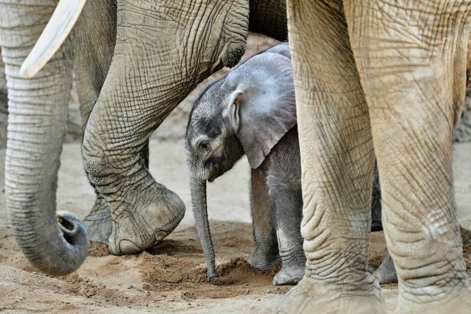 Kaja, a 2-week-old African elephant, stands next to its mother in the Opel Zoo in Kronberg, Germany, on Thursday, June 12.