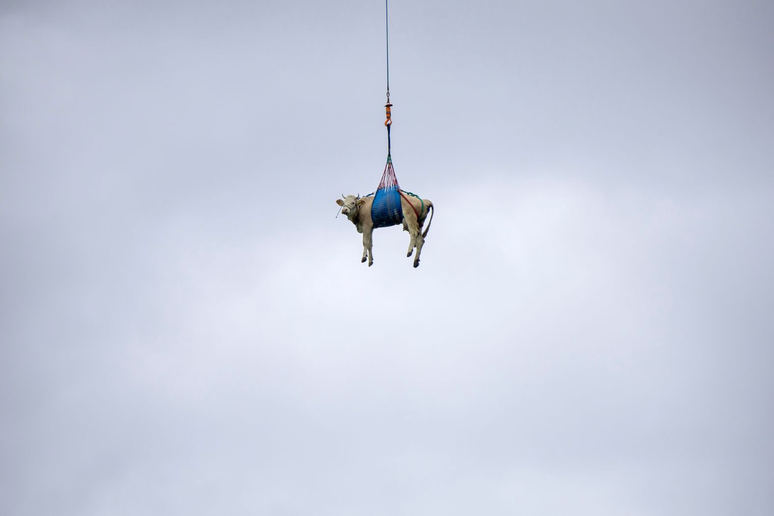 A cow is flown by helicopter to a farm in Ferden, Switzerland, on Tuesday, May 20.