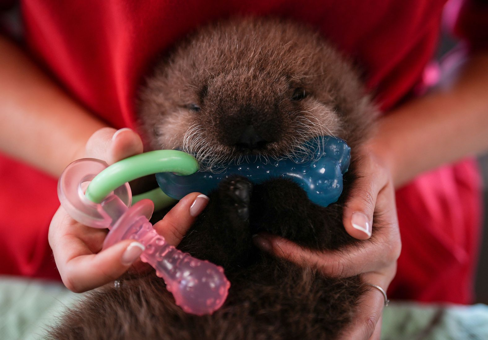 A baby sea otter named Luna chews on a teething toy while being cared for at the Vancouver Aquarium’s Marine Mammal Rescue Center on Tuesday, July 30. She was found last month on British Columbia’s Vargas Island with remnants of her umbilical cord still attached.