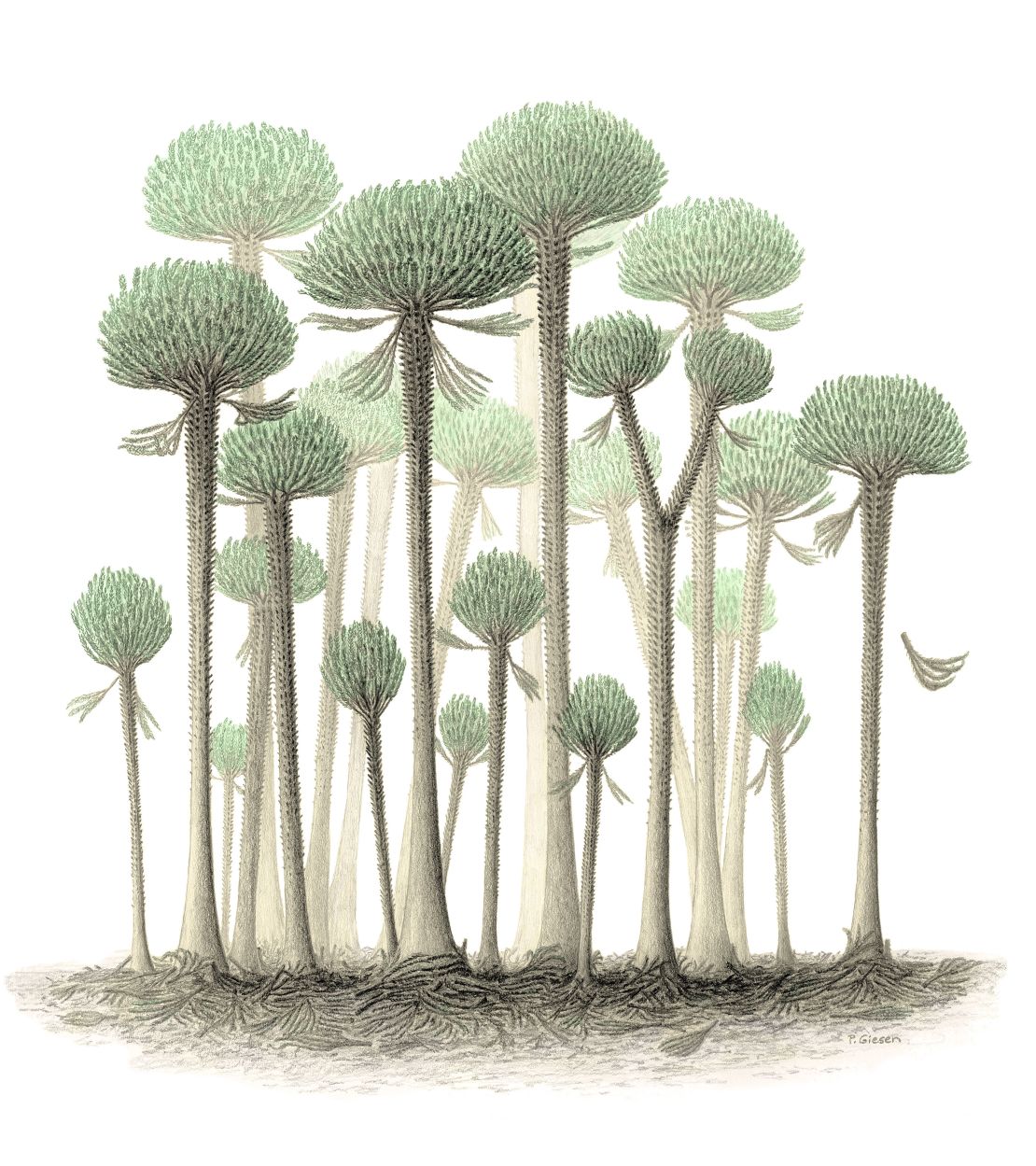 An illustration showing how the forest would have looked.