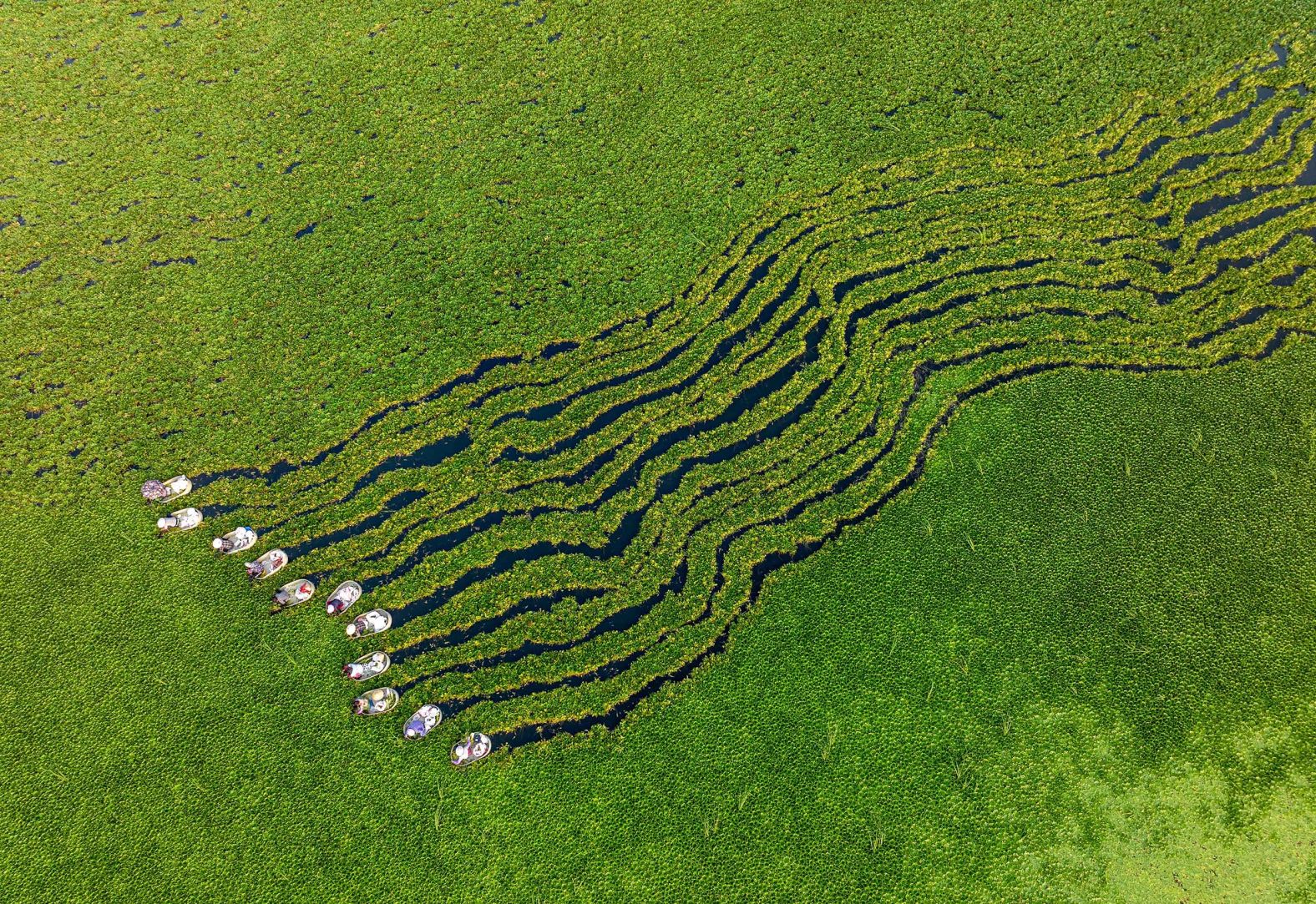 Villagers harvest water chestnuts in Taizhou, China, on Wednesday, August 6.