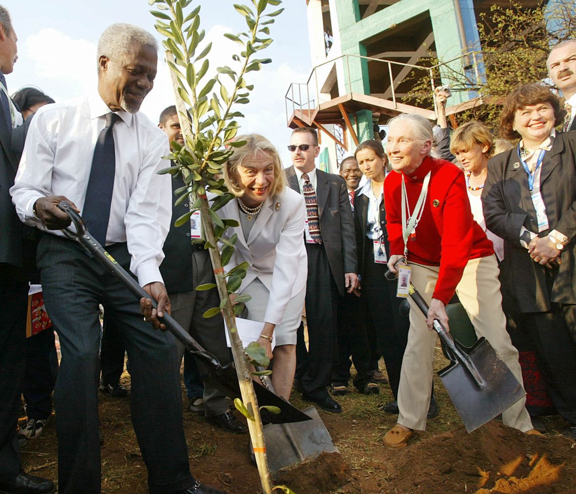 Goodall joins United Nations Secretary-General Kofi Annan and his wife, Nane, as they plant a tree during a visit to the Soweto Mountain of Hope in South Africa in 2002.