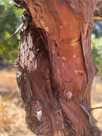 This grapevine bark shows signs of infection by mealybugs. Grapevine leafroll virus affects a vine’s vascular system, causing grapes to ripen unevenly and meaning they take a long time to build up sugar.