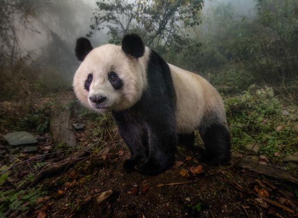 Hua Yan (Pretty Girl), a 2-year-old female, is one of the world's most endangered animals. She was released into the wild after being born in captivity at the Wolong Nature Reserve managed by the China Conservation and Research Center for the Giant Panda in Sichuan province, China.