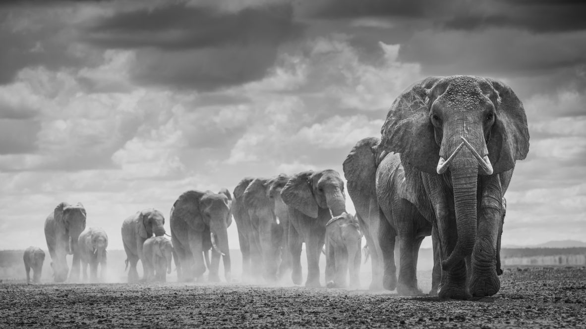 “When you see an elephant walking through a savanna,” said Veronesi “it’s so evocative, like everything about Africa is in that one scene.”