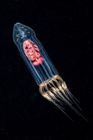 Dan Bolt captured the moment a larval crustacean appeared to be enveloped by a rare jellyfish in waters off Scotland, winning the British Waters Macro category.