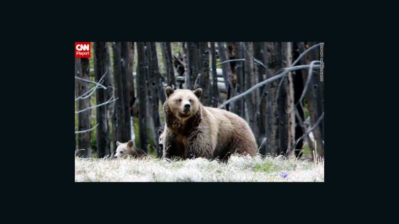 Man killed by grizzly bear at Yellowstone National Park | CNN