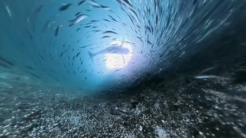 https://media.cnn.com/api/v1/images/stellar/prod/110709-whale-caught-on-underwater-camera-clean0.jpg?c=16x9&q=w_800,c_fill