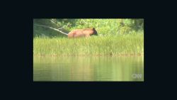 yellowstone.grizzly.fears_00001516